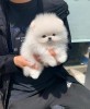 Pomeranian rasa pura