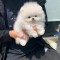 Pomeranian rasa pura