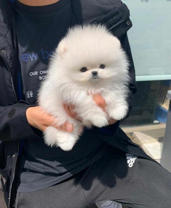 Pomeranian rasa pura