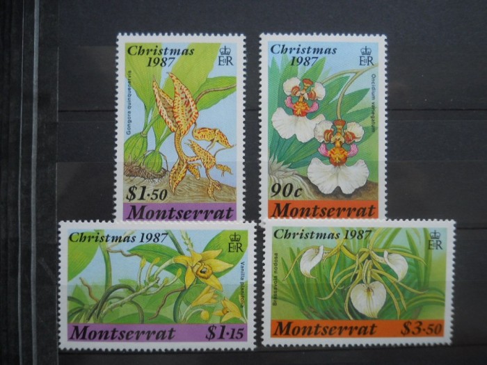SERIE MONTSERRAT FLORA