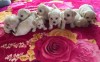 Bichon Maltez Mini Toy, [en.casa]