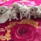 Bichon Maltez Mini Toy