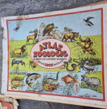 Atlas Zoologic cu Peste 215 Ilustratii Colorate