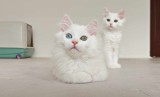 Angora Turcească Albă, Pisică de Rasă, Inteligentă, Afectuoasă, Jucăușă, Adaptabilă. Constanța