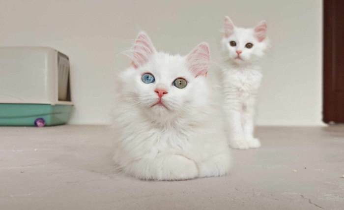 ANGORA turceasca alba