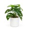 Planta artificiala decorativa - Filodendron verde - 20 x 8 cm Best CarHome