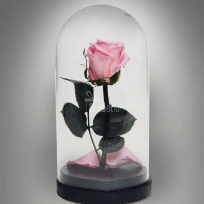 Trandafir Criogenat roz XL &amp;Oslash;6,5cm in cupola de sticla foto