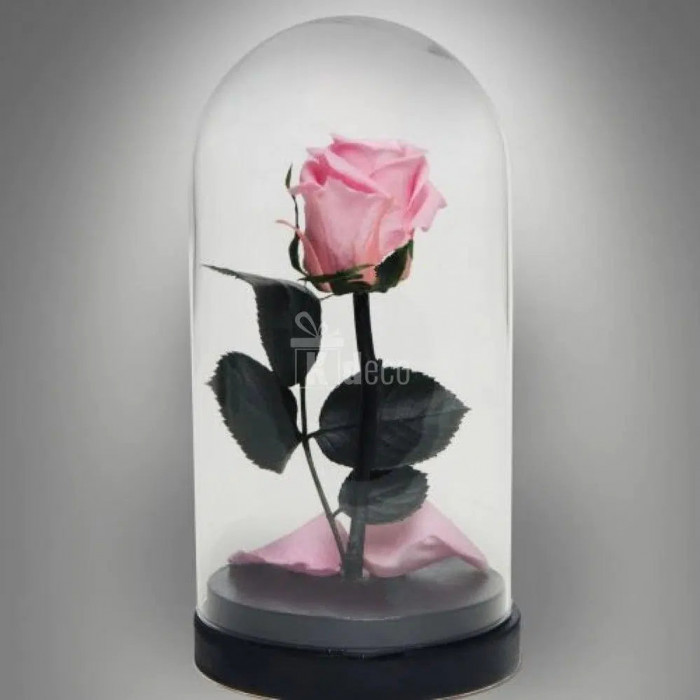 Trandafir Criogenat roz XL &Oslash;6,5cm in cupola de sticla
