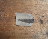 Peste fosil Oligocen