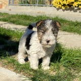Fox Terrier Sarmos