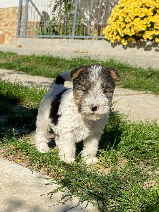 Fox Terrier Sarmos