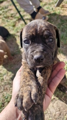 V&amp;acirc;nd 2 cățelușe Cane Corso tigrate. foto
