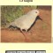 Noua Caledonie 1998 - Kagu, set WWF, 6 poze, MNH (vezi descrierea)