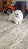 Pomeranian boo