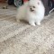 pomeranian mini toy