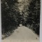 ALEEA SPRE POIANA &#039; TIGANCII &#039; , MANASTIREA VARATIC , CARTE POSTALA ILUSTRATA , CLASICA , CCA. 1900