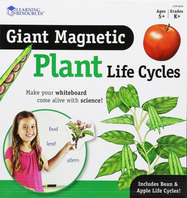 Ciclul vietii plantei - set magnetic foto