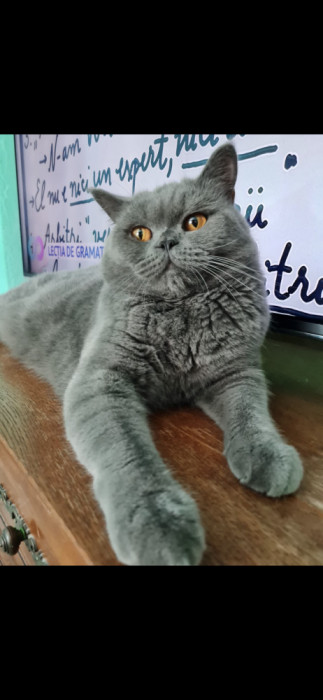 Monta Motan British Shorthair