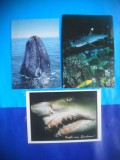 HOPCT LOT NR 1037 RECHIN SI BALENA-FAUNA MARINA -FAUNA-3 CARTI POSTALE-CIRCULATE, Circulata, Printata