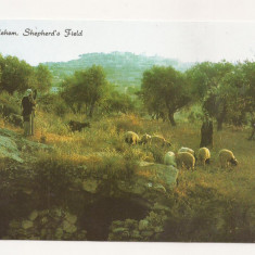 FA27-Carte Postala- ISRAEL - Bethlehem, Shepherd's field, necirculata