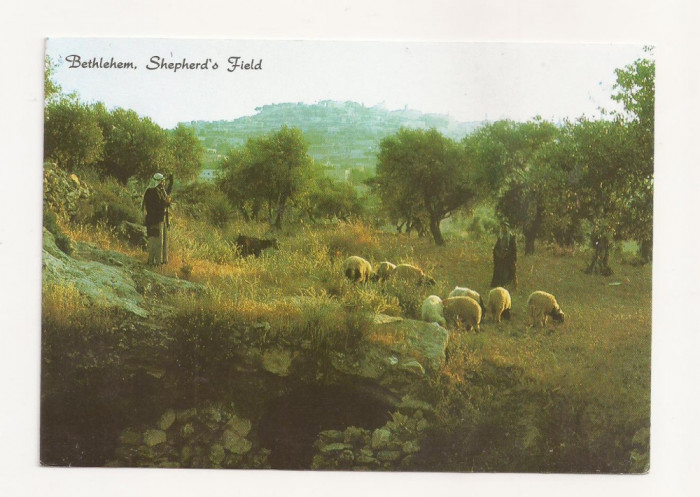 FA27-Carte Postala- ISRAEL - Bethlehem, Shepherd&#039;s field, necirculata