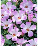 Bulb Trifoi Macris Oxalis Adenophylla Roz 6/+ | Floarea Norocului | Planta Decorativa Gradina &amp; Ghiveci