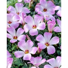 Trifoi - Macris Oxalis, Adenophylla, Roz, 6/+, 1 Bulb