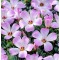 Trifoi - Macris Oxalis, Adenophylla, Roz, 6/+, 1 Bulb