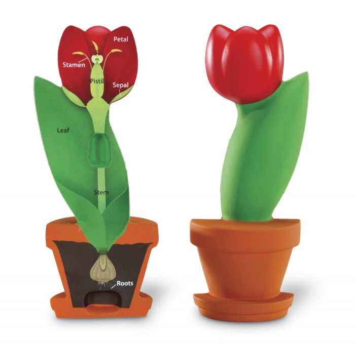 Model de sectiune a florii PlayLearn Toys