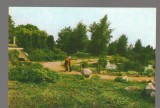 CPIB 17170 CARTE POSTALA - IASI. GRADINA BOTANICA, BAZIN CU PLANTE ACVATICE