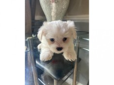 cateii Bichon Maltez