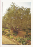 SI1 - Carte Postala - ISRAEL - Jerusalem, Garden of Gethsemane, Necirculata, Printata