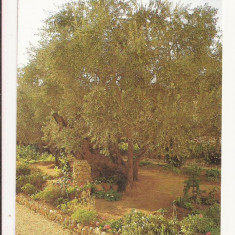 SI1 - Carte Postala - ISRAEL - Jerusalem, Garden of Gethsemane, Necirculata