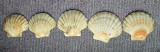 5 scoici de mare de diferite marimi