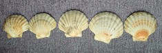 6 scoici de mare de diferite marimi cu lungimi intre 11 si 14 cm