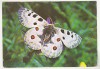Bnk cp Sibiu - Muzeul de istorie naturala - Fluturi - Parnassius apollo transsivanicus schw - necirculata, Printata