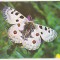 bnk cp Sibiu - Muzeul de istorie naturala - Fluturi - Parnassius apollo transsivanicus schw - necirculata