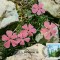 ROMANIA, CM, Flora, Garofita Pietrei Craiului, Maxime