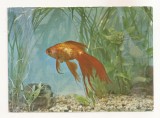RF57 -Carte Postala- Acvariul Constanta, Carassius Auratus, necirculata