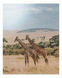 Tablou Canvas, "Grațioasele girafe &icirc;n savană africană", Giraffe, Savannah, Majestic, Tall, Horizon, Wilderness, Nature, Graceful, 26 x 39 cm, CMCLASS