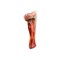 RECOMPENSE PENTRU CAINI FLAMINGO OS FEMUR NATURAL CU CARNE 190-300GR