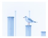 Tablou Canvas, "Pescăruș solitar pe pilon &icirc;nghețat", Pescăruș, Alb, Senin, Rece, Minimalist, Calm, Izolat, Verticalitate, Puritate, Liniște, 39 x 26 c