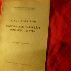 Studiu Viticultura 1937 -G.Constantinescu-Ismail --Tipul florilor ,16pag Ed.Buco