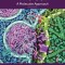 The Cell 9th Edition