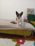 Fetița bulldog