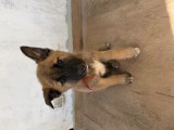Pui de ciobănesc belgian Malinois