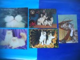 HOPCT LOT NR 1066 .PISICI --5 CARTI POSTALE-NECIRCULATE