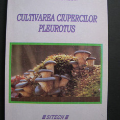 Cultivarea ciupercilor PLEUROTUS - Pelaghia Chilom