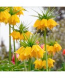 Bulbi Fritillaria Imperialis Lutea 20/24
