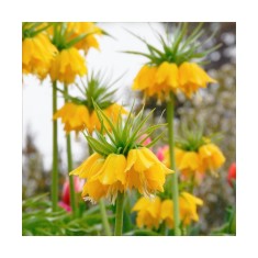 Bulbi Fritillaria Imperialis Lutea 20/24